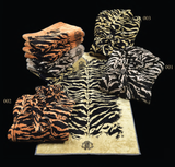 Accappatoio con collo scialle Painted Tiger Roberto Cavalli 2013727